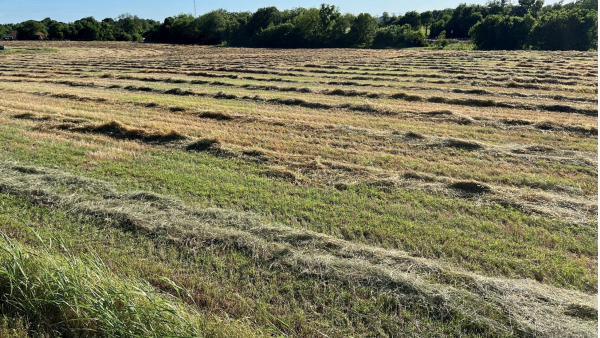 Land for Sale - 12 W Audie Murphy Pky, Farmersville, TX, 75442